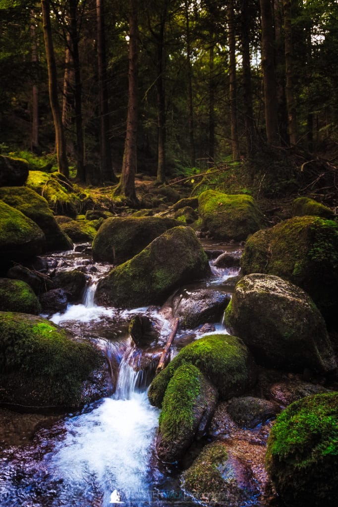 TWF_20160810_Schwarzwald_001