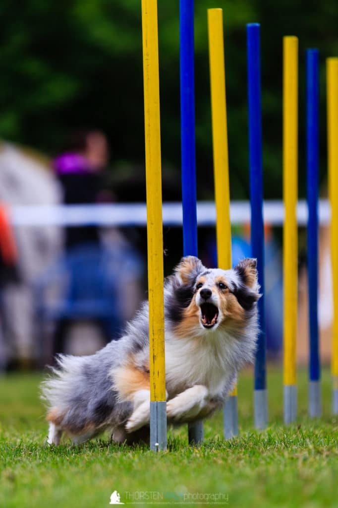 TWF_20170507_Tiere_018